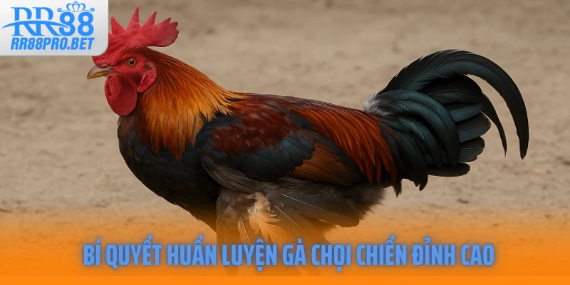 Bí quyết huấn luyện gà chọi chiến đỉnh cao