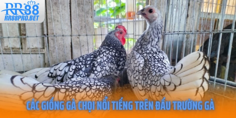 Các giống gà chọi nổi tiếng trên đấu trường gà