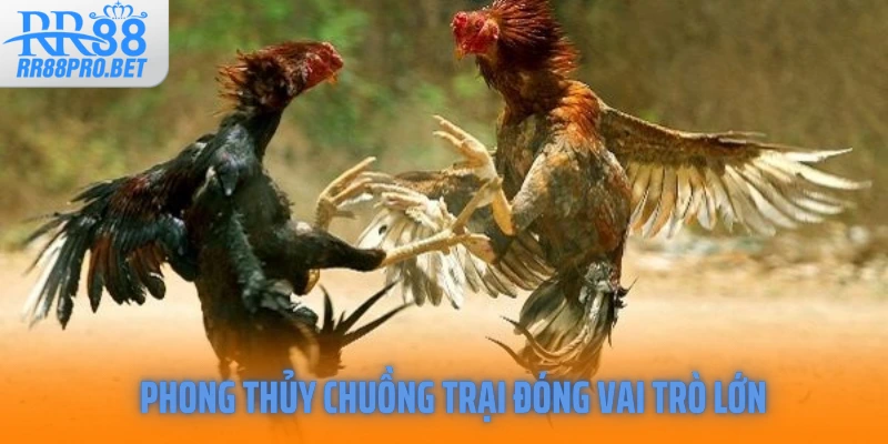 Phong thủy chuồng trại đóng vai trò lớn