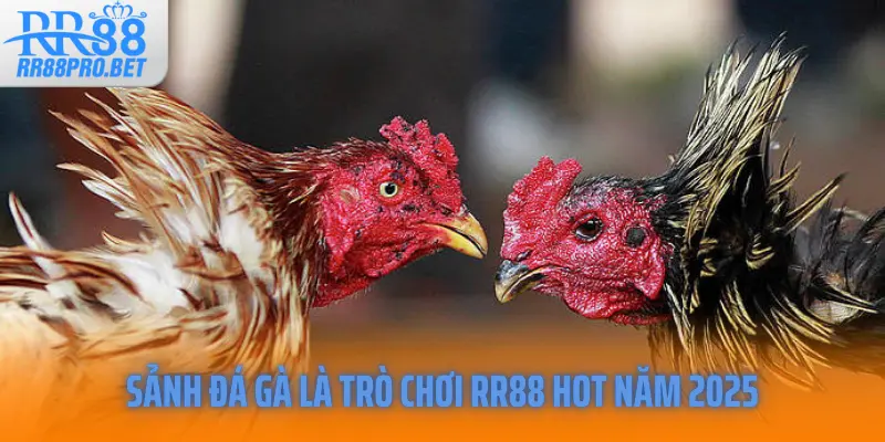 Sảnh đá gà là trò chơi RR88 hot năm 2025